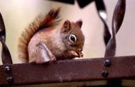 Red Squirrel